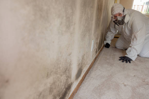 Best Mold Remediation for Healthcare Facilities  in Cedar Mill, OR